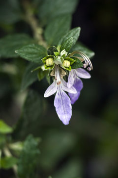 Flowering plant Teucrium