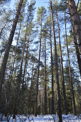 зимний лес.
