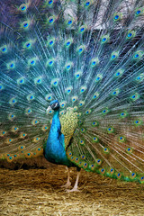 photo portrait of beautiful peacock
