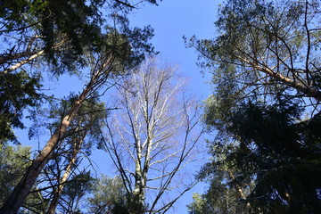 деревья с низу.