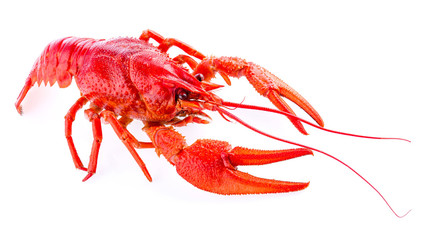 red crayfish isolated on white, close-up, macro - obrazy, fototapety, plakaty