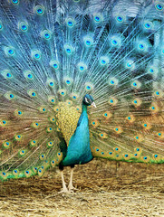 Obraz premium Photo portrait of beautiful peacock