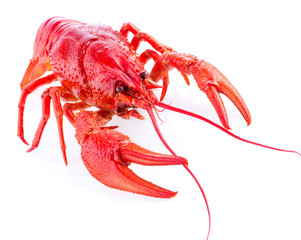 red crayfish isolated on white, close-up, macro