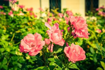 Bush of beautiful roses in a garden