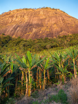 Banana farming with a mountain in the background in Brazil