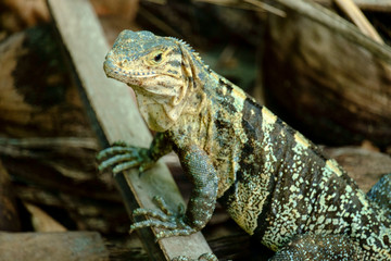 Obraz premium Iguana 2