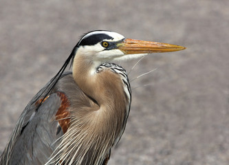 Great Blue Heron (Ardea Herodias)