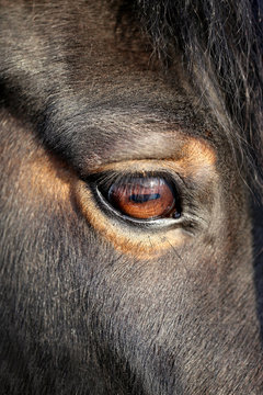 macro photo of a horse