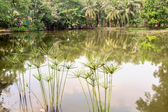 Public park / Pond in the public park with reflex of green tree.
