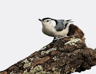 White breasted Nuthatch (Sitta carolinensis)