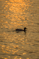 Golden duck