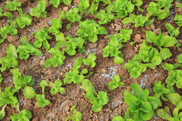 green lettuce crops in growth at vegetable garden