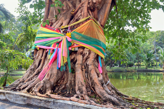 Bodhi tree / Charmeuse wrapped around the Bodhi tree in the public park. Religious beliefs.