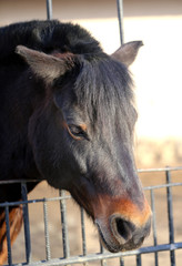 photo of the horse