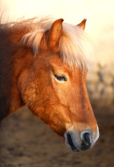 Obraz premium photo of the horse
