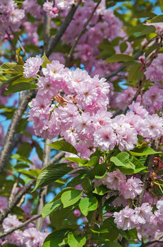 Sakura blooming