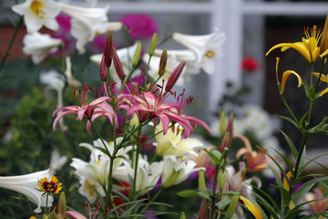 Цветение лилий