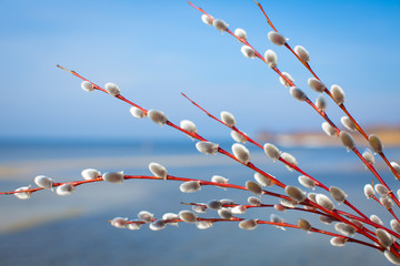 Blossoming spring willow twig with buds, Small depth of field
