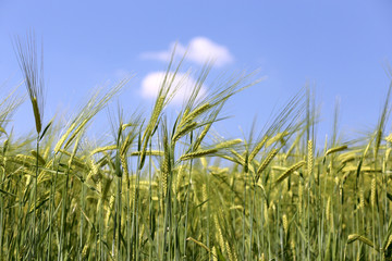 Obraz premium green barley field and sky