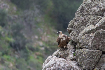 griffon vulture on a rock