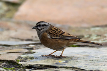 rock bunting bird on a stone