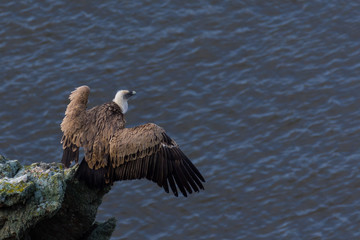 griffon vulture on a rock with wide wings