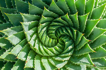 Lesotho's national plant, the spiral aloe