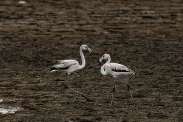 white  flamingos