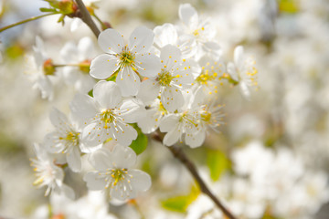 Fototapeta na wymiar spring , flowering , cherry