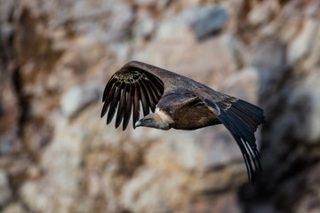 griffon vulture in flight