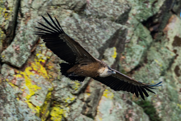 griffon vulture in flight