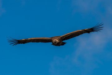 griffon vulture in flight