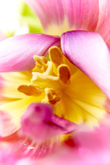 Fototapeta na wymiar Pink tulip flower close up abstraction. Macro photography of flower stamen. 