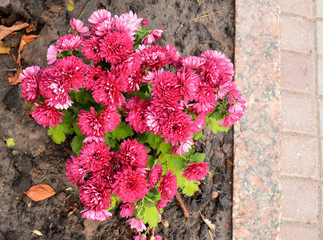 Хризантемы, цветы осени