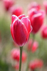 Close up shot of pink Tulip flowers