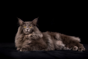 Fototapeta na wymiar Norwegian Forest cat