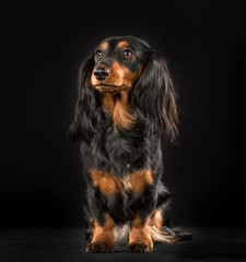 Longhaired dachshund