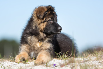 Fototapeta na wymiar German shepherd puppy dog outdoors in nature