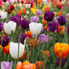 Square closeup of multicolored tulips growing outdoors