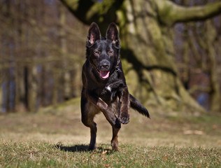 Dog outdoors in nature