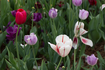 Purple, white and red tulips growing in a garden