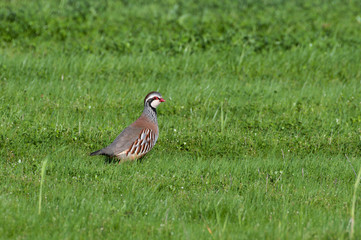 French partridge, red-legged partridge