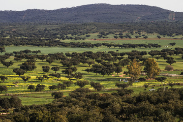 typical landscape in Extremadura, Spain