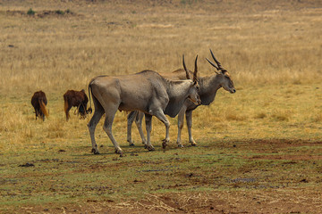 Fototapeta premium Eland bulls walking