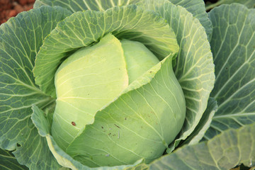 Fototapeta premium green cabbage in growth at vegetable garden