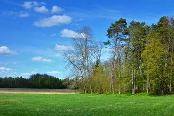 Green spring landscape with trees and meadows © puchan