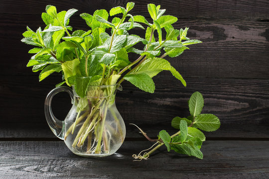Fresh sprigs of mint in a jug