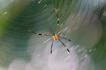 Skinny garden spider