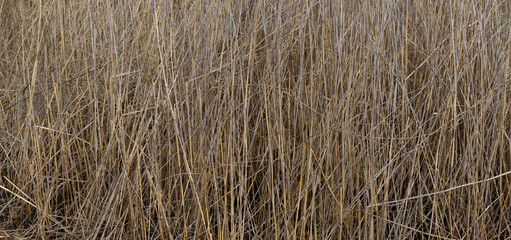 Dry thicket of sedge is on the river bank.