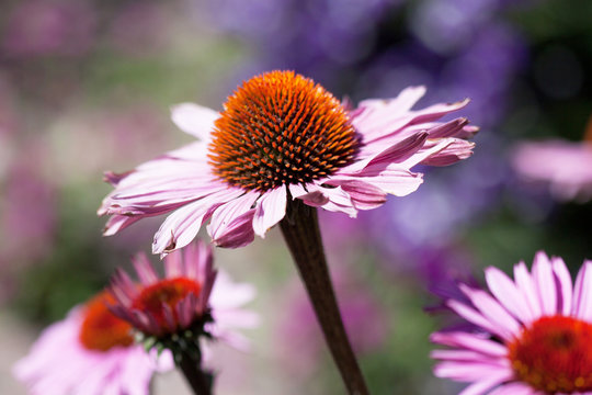 Coneflower garden